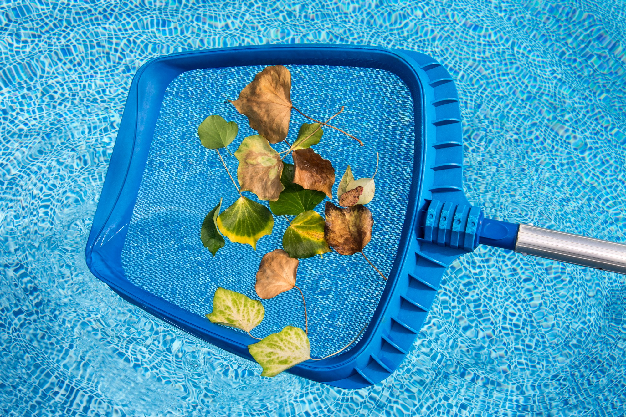 Cleaning leaves from the swimming pool